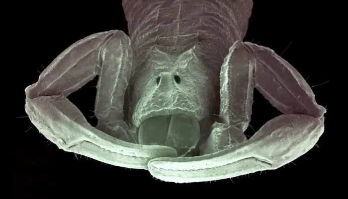 Framed Print : SEM Print of a Scorpion Head Framed Print : SEM Print of a Scorpion Head
