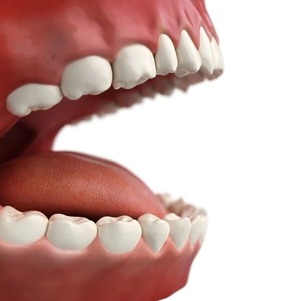 Healthy teeth, artwork F007  /  6292