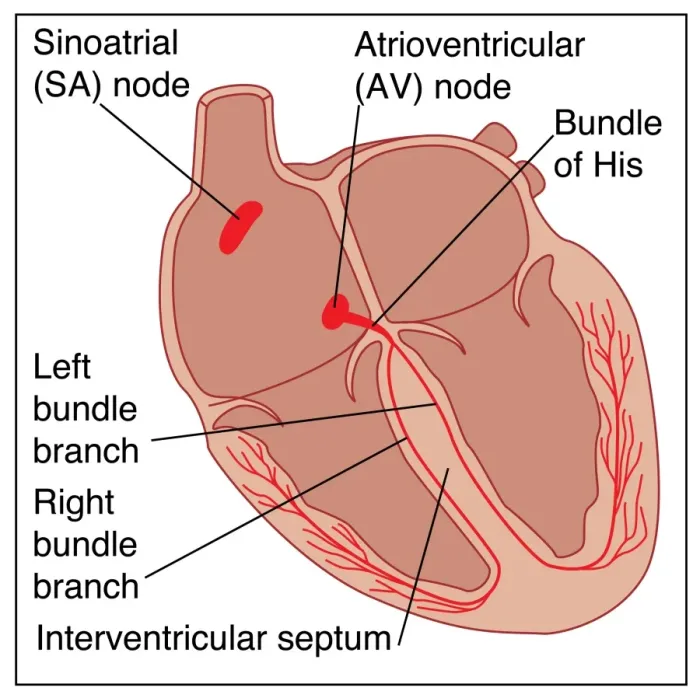 Framed Print : Heart Conduction System Print Framed Print : Heart Conduction System Print