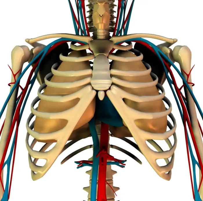 Framed Print : Heart-lung system Print Framed Print : Heart-lung system Print
