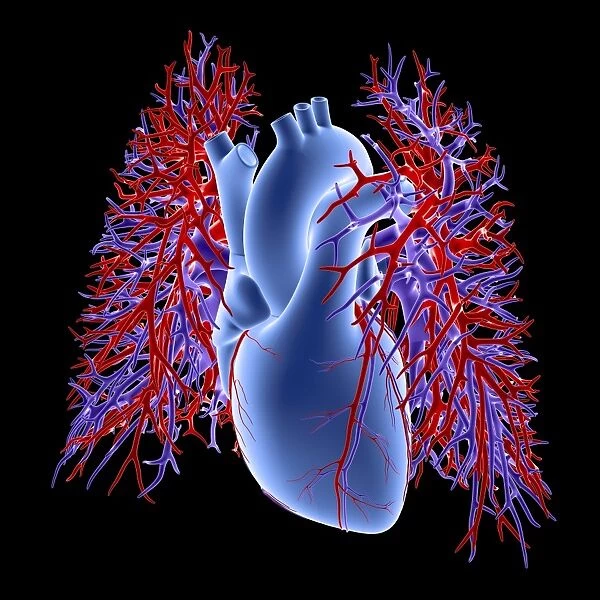 Heart-lungs, circulatory system, artwork