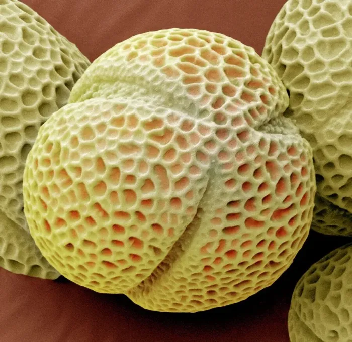 Framed Print : Hellebore pollen Print, SEM image at x2000 magnification Framed Print : Hellebore pollen Print, SEM image at x2000 magnification