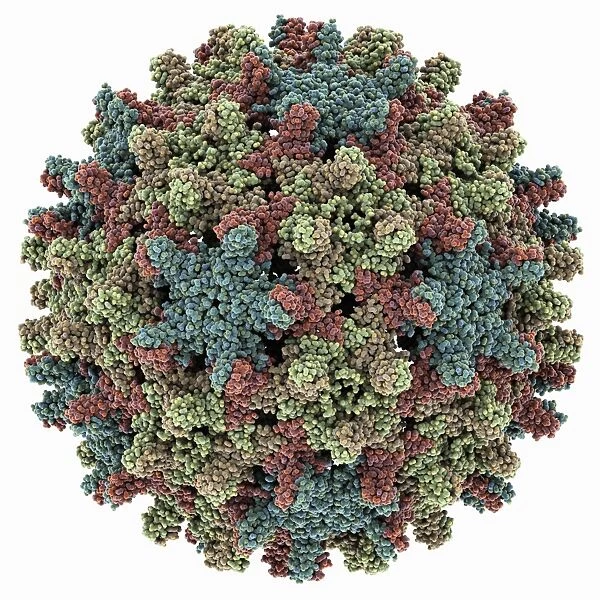 Hepatitis B virus capsid, molcular model