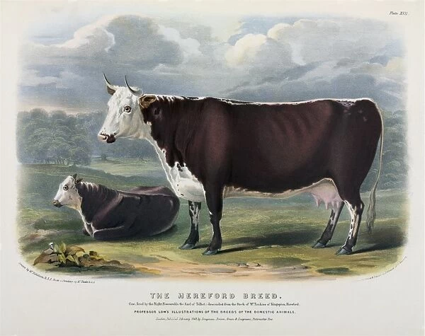 Hereford Cattle, 19th century C013  /  6224