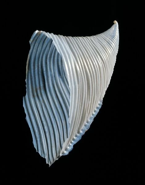 Heteropod sea snail shell C019  /  1298