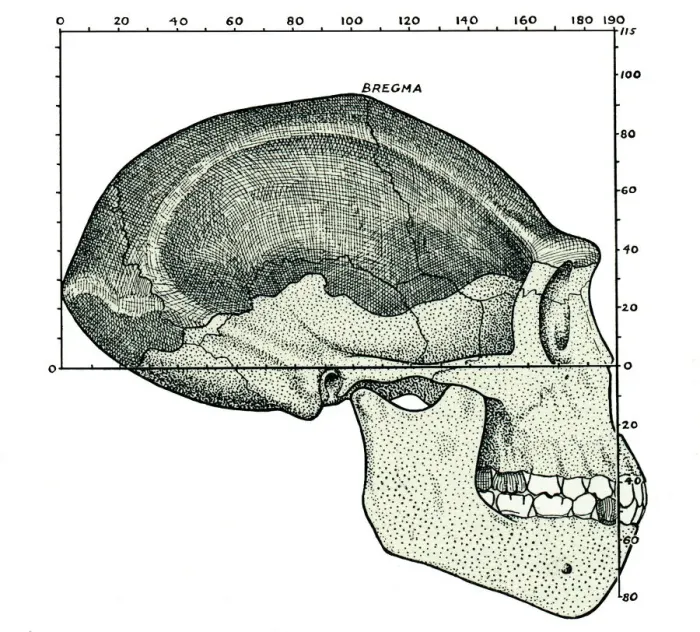 Framed Print : Homo erectus skull reconstruction Print
