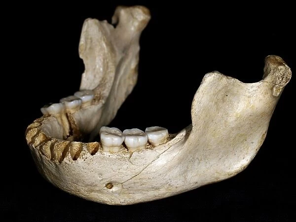 Homo heidelbergensis lower jaw C015  /  6559
