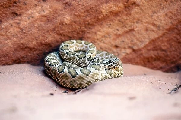 Hopi rattlesnake C013  /  9797
