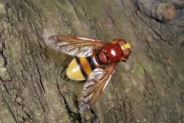 Framed Print : Hornet Mimic Hoverfly Print