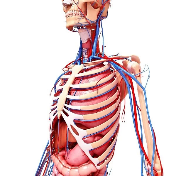 Human anatomy, artwork F007  /  5272