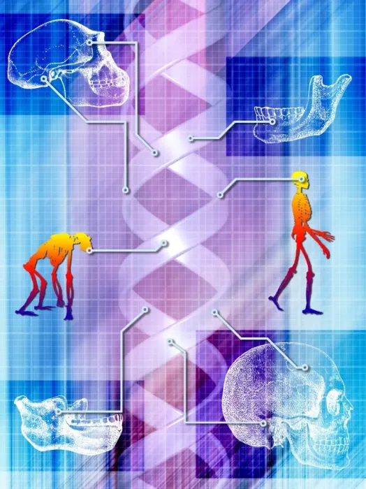 Framed Print : Human Evolution Print - Ape and Human Skeletons with DNA Molecule Framed Print : Human Evolution Print - Ape and Human Skeletons with DNA Molecule