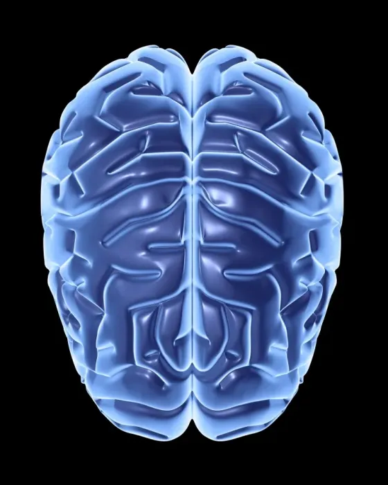 Framed Print : Human Brain Print - Computer Artwork of a Transverse Section