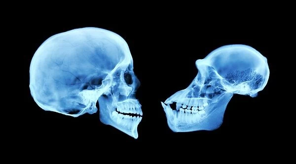 Human and chimpanzee skull