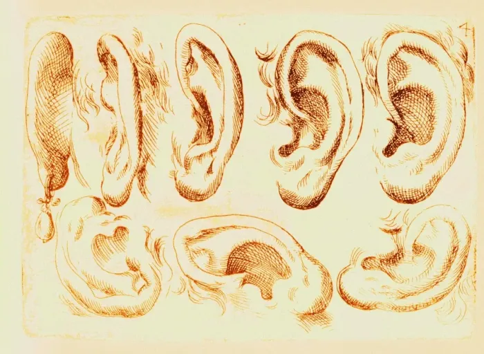 Framed Print : Human Ears Print Framed Print : Human Ears Print