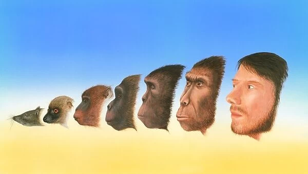 Human evolution, artwork. Available as Framed Prints, Photos, Wall Art and  other products #6369685