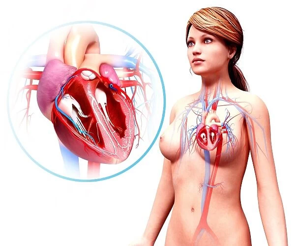 Human heart anatomy, artwork F008  /  1262