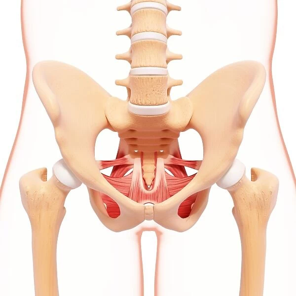 Human hip musculature, artwork F007  /  1385