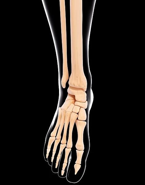 Human leg bones, artwork F007  /  2546