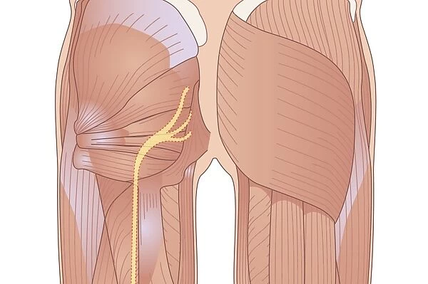 Human muscle structure, artwork