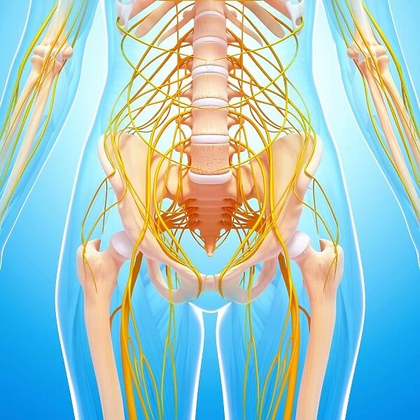 Human nervous system, artwork F007  /  5605