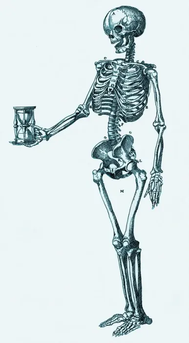 Framed Print : Human Skeleton Print