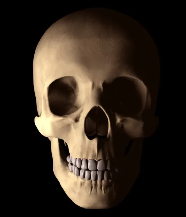 Framed Print : Frontal View Human Skull Print Framed Print : Frontal View Human Skull Print