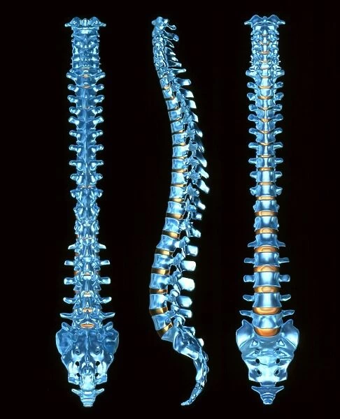 Human spine, three views