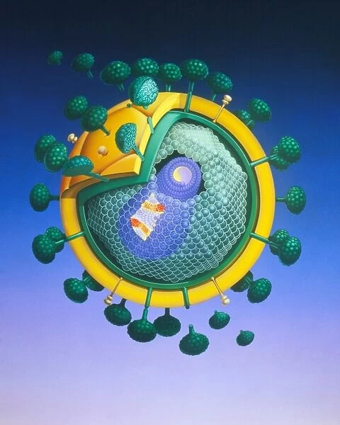 Illustration of basic structure of HIV virus