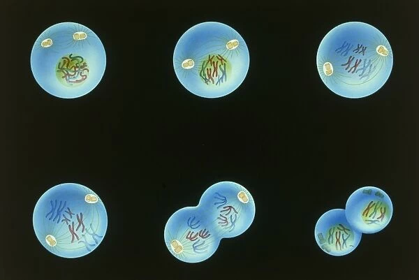 Illustration of the first stage of Meiosis