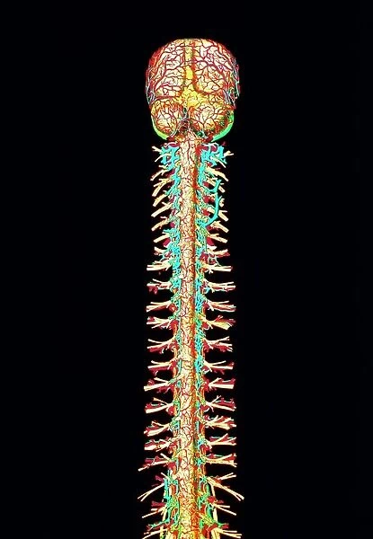 Illustration of the human spinal cord and brain