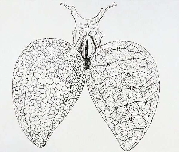 Illustration from Malpighis book On the Lungs