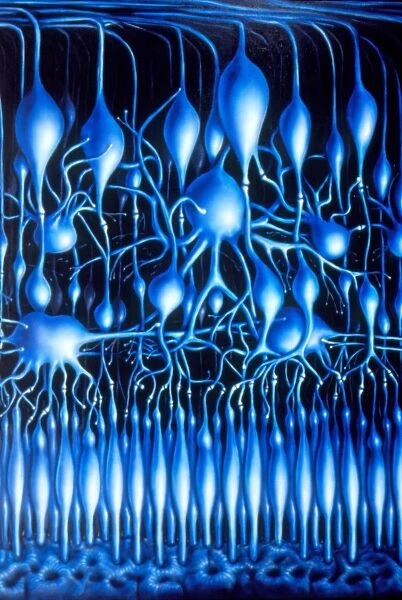 Illustration of nerve cells in mammalian retina