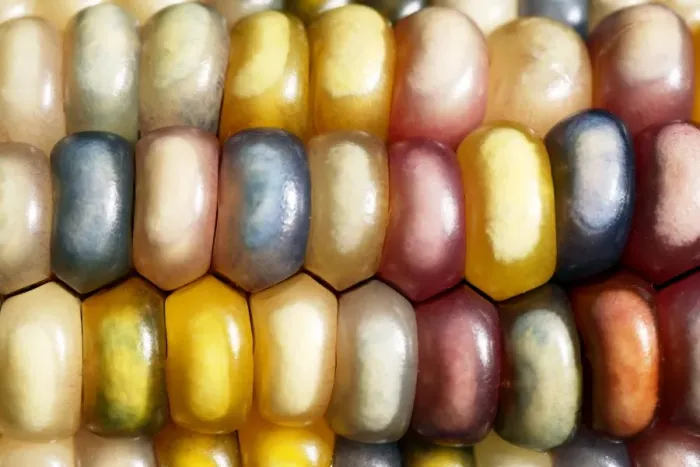 Framed Print : Indian Corn Print, Multicoloured Maize Kernel Framed Print : Indian Corn Print, Multicoloured Maize Kernel