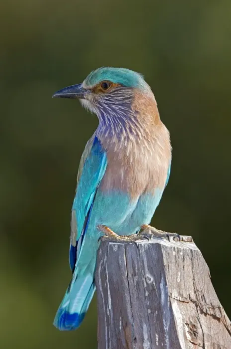 Framed Print : Indian Roller Perched Print