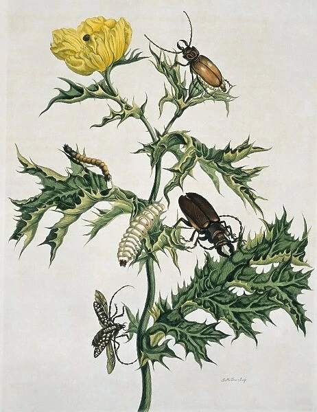 Insects of Surinam, 18th century C013  /  6582