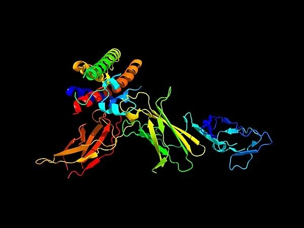 Interleukin-12 protein molecule
