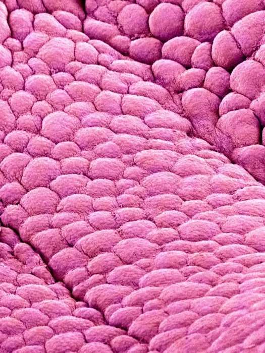 Framed Print : SEM Print of Uterus Internal Wall Framed Print : SEM Print of Uterus Internal Wall