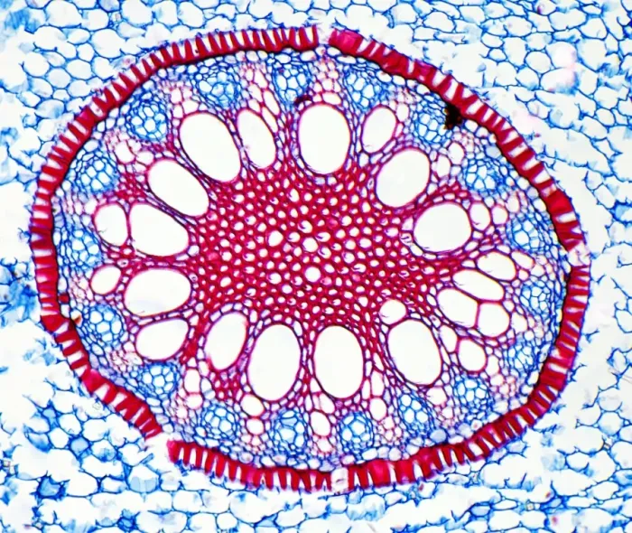 Framed Print : Iris root print, a light micrograph of a plant section Framed Print : Iris root print, a light micrograph of a plant section