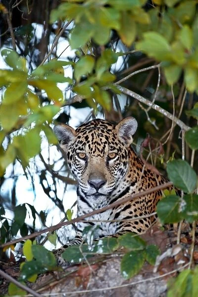 Jaguar in the undergrowth