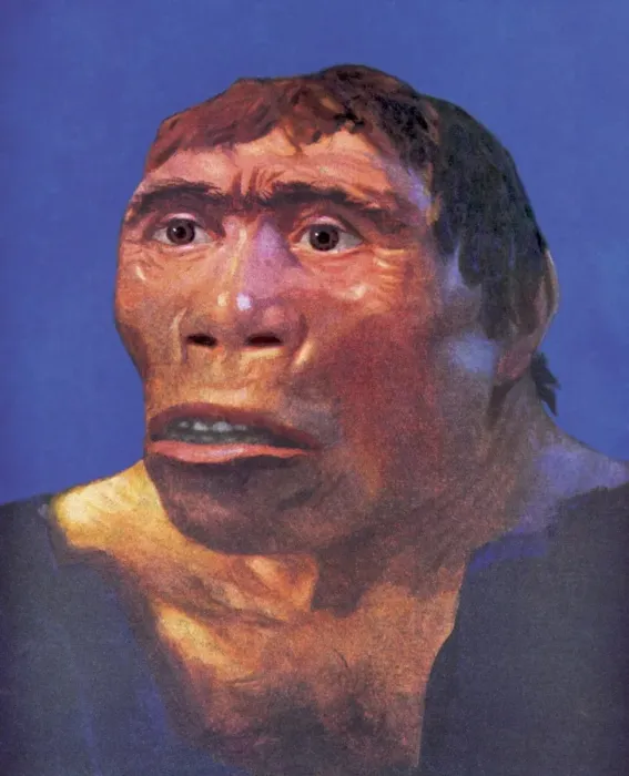 Framed Print : Print of Java Man Reconstruction Framed Print : Print of Java Man Reconstruction