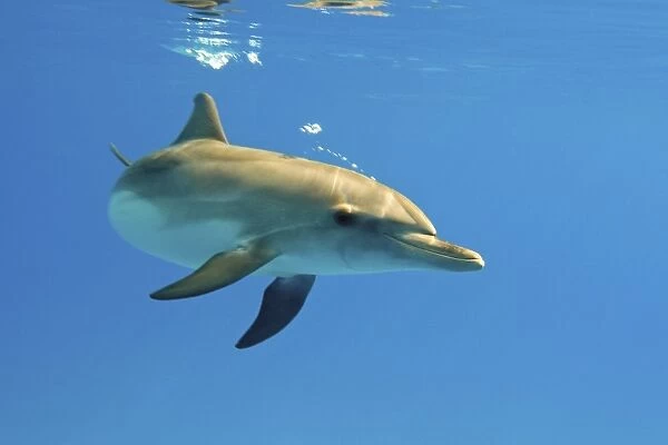 Juvenile Atlantic spotted dolphin