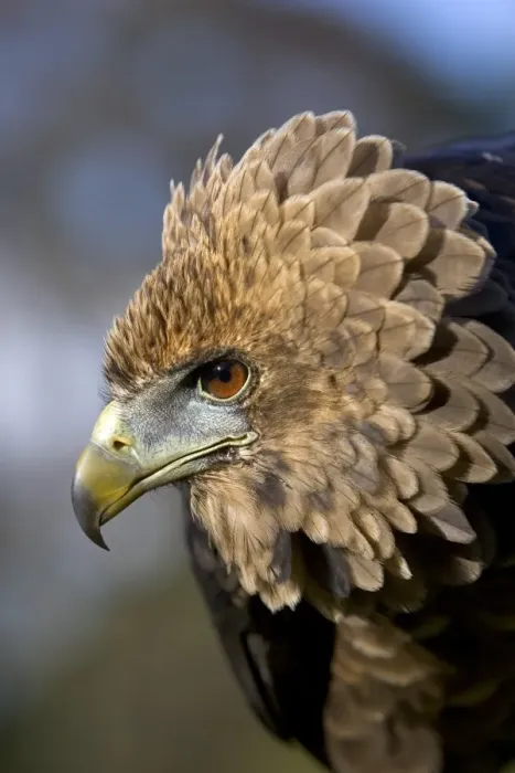 Framed Print : Juvenile bateleur eagle Print