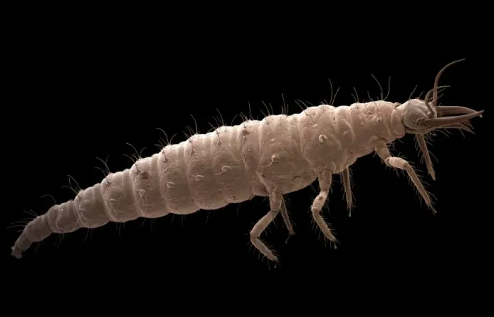Framed Print : Lacewing larva Print, SEM Framed Print : Lacewing larva Print, SEM