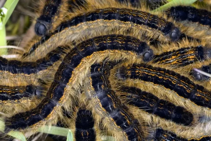 Framed Print : Lackey Moth Caterpillars Print on Grass Framed Print : Lackey Moth Caterpillars Print on Grass