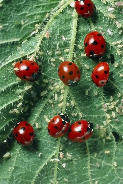 Ladybird beetles eating aphids on a nettle leaf