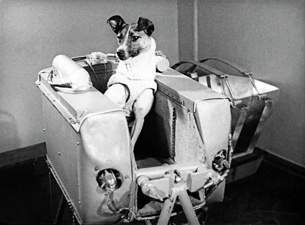 Laika the space dog. Available as Framed Prints, Photos, Wall Art and other products #6457073 Laika the space dog. Available as Framed Prints, Photos, Wall Art and other products #6457073