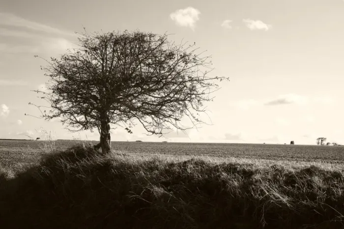 Framed Print : Bare Tree Print - Norfolk Landscape Framed Print : Bare Tree Print - Norfolk Landscape