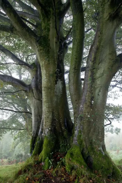 Framed Print : Beech Trees Print, 30x20cm Framed Print : Beech Trees Print, 30x20cm