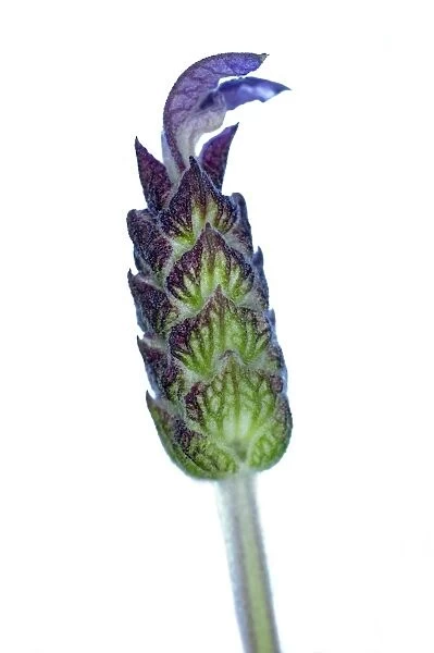 Lavender (Lavandula stoechas)