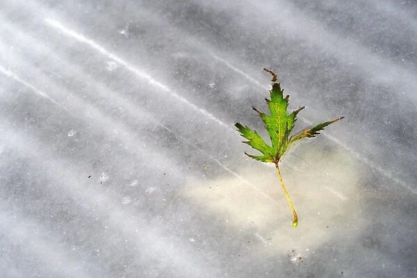 Leaf on ice C018  /  2308